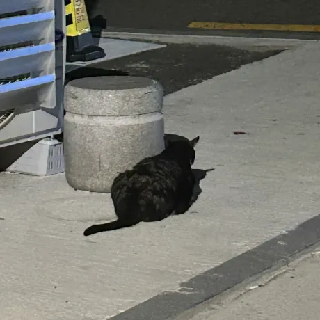 Profile Image of the Author